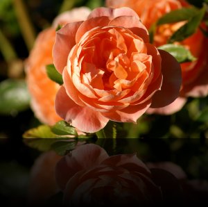 29-08-2005 - Rose